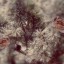 ​ Андре Лаброс - "Птицы свободы", перевод с французского