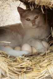 ​Кошка в бочке.