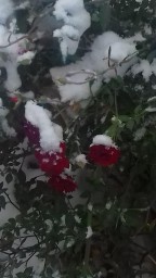 Цветы под снегом