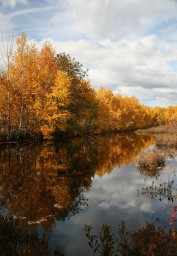 Мне тревоги осеннего дня не унять