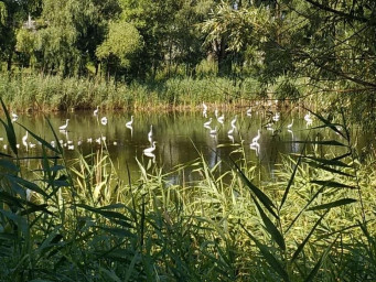 ​КРАСОТА ПРИРОДЫ: В ДНЕПРЕ