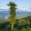 Самое высокое дерево в мире: 116 метров