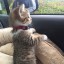 20 прелестных котят,