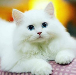 ​«Не будите спящего кота.» Удивительная история!