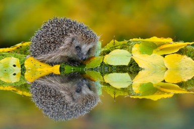 ​Позитив от фотографа Edwin Kats