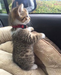 20 прелестных котят,