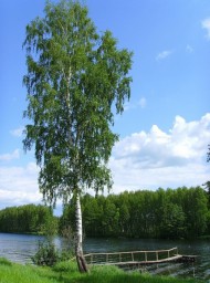 Одинокая берёза
