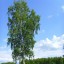 Одинокая берёза