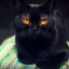 Коту Васе