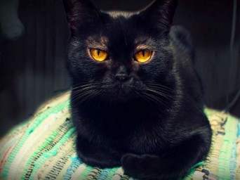 Коту Васе