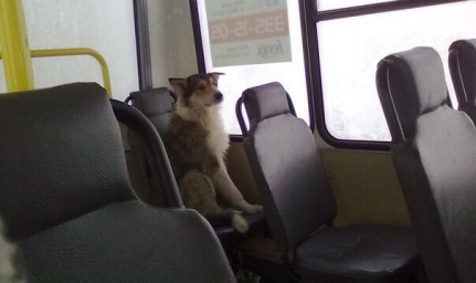 Пёс, который любил смотреть в окно