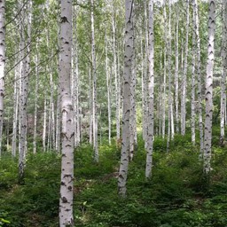 Полесье