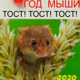 Год мыши