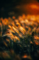 Последний день июля