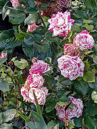 Китайская роза