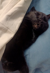 Сон котика Сон котика