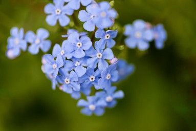 Незабудочный цвет