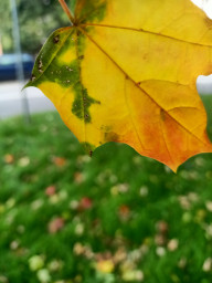 Ковёр златотканый