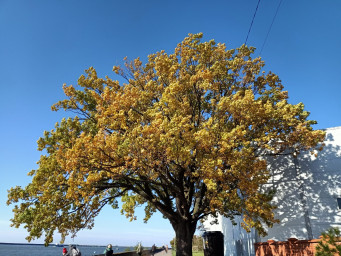 Балтийский дуб