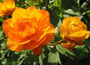 Марина