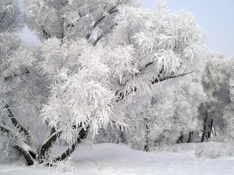 Сладкая зима