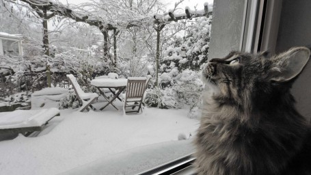 Кошка и зима