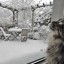 Кошка и зима