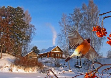 Зимний пейзаж Зимний пейзаж