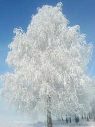 Эх, зима Эх, зима