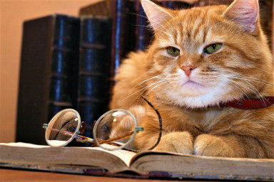 "Мямуары" Учёного Кота