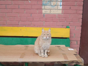 Заговор котов