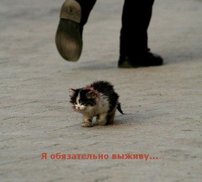 Я обязательно выживу!