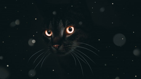 ​ Чёрная кошка – Ночь
