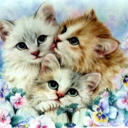 Это были котята – три комочка пушистого счастья!