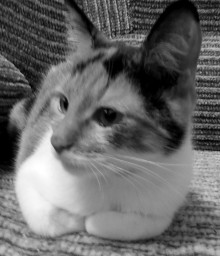 Котёнок Котёнок