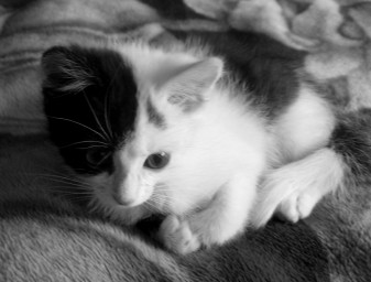 Котёнок