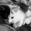 Котёнок