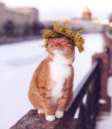 Кот в розовых очках Кот в розовых очках