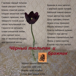 Чёрный тюльпан