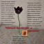 Чёрный тюльпан