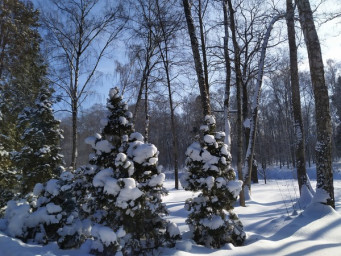 Зимний лес