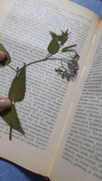 БЛАГОРОДСТВО В КНИГАХ...