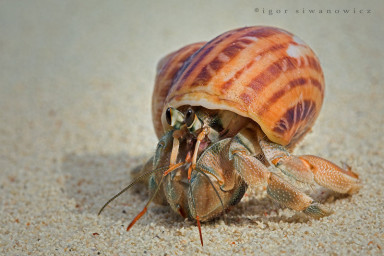 ЧЕРНОЕ МОРЕ