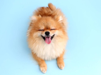 А.Посохов "Явление дедушки Крылова"