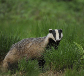 А.Посохов "Богатый барсук" (басня)