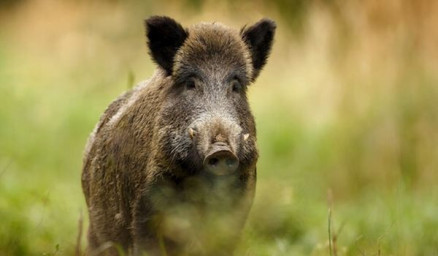 А.Посохов "Господин и Товарищ" (басня)