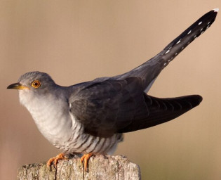 А.Посохов "Вопрос баснописца" (басня)