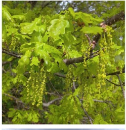 Крепкие корни