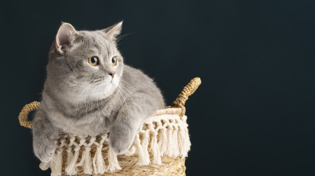 Без кота и жизнь не та